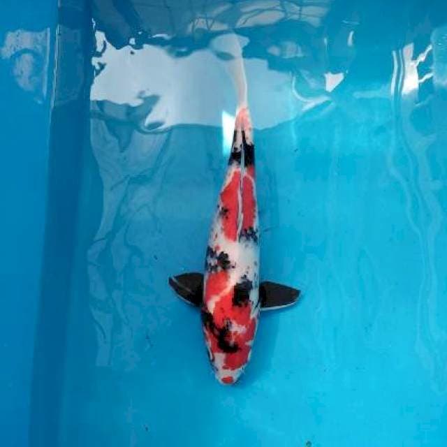 Showa Female 50 cm BU