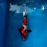 Showa Female 50 cm BU