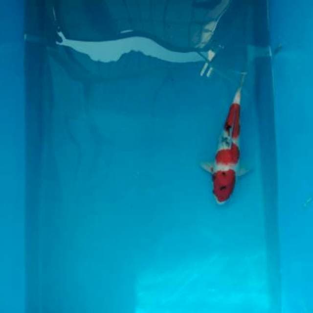 Showa 35 cm BU