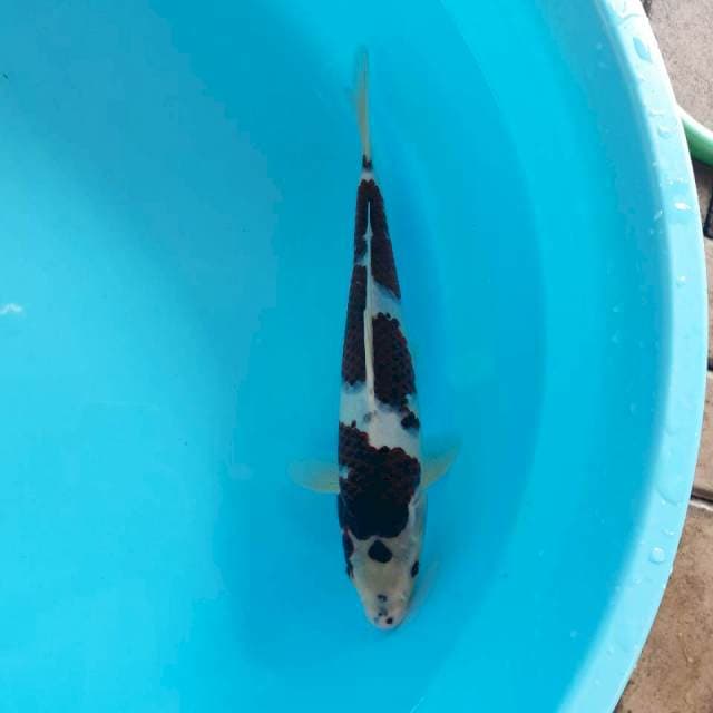 Maruten Goromo Ori 31cm