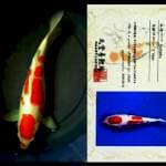 Kohaku marudo 38cm, Female