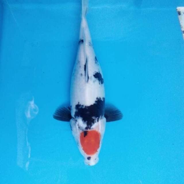 Thanco showa 31cm