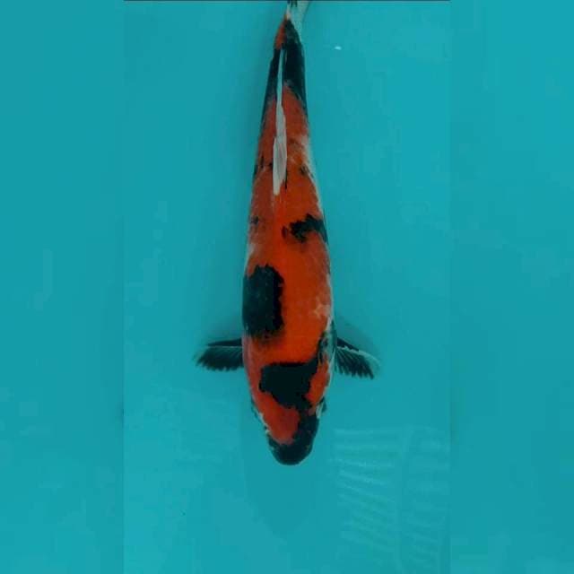 Showa 26cm