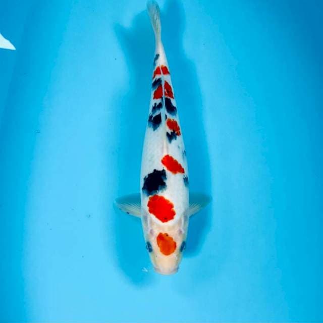 Sanke, 28 cm