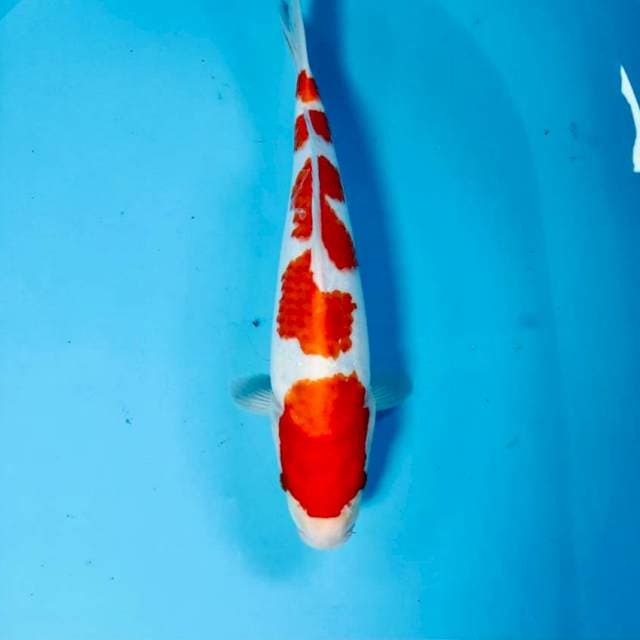Kohaku, 31 cm