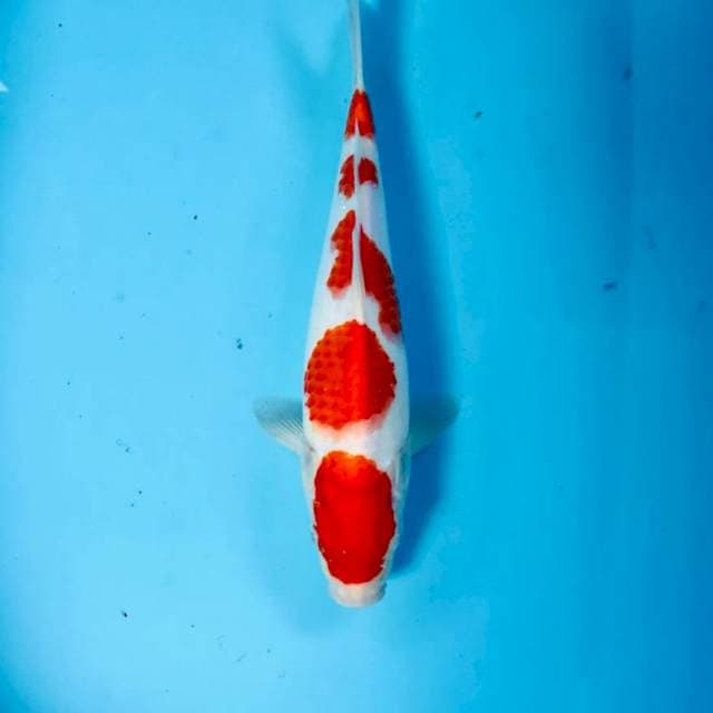 Kohaku, 30 cm