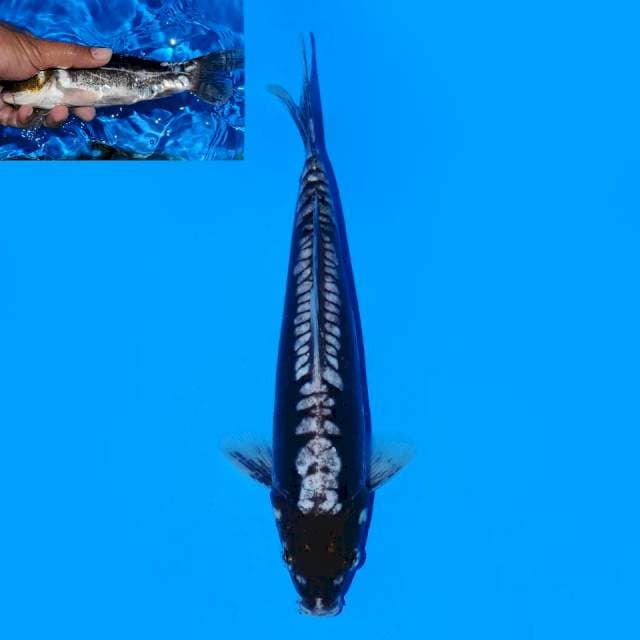 Kumonriyu