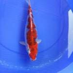 Goshiki 34 cm