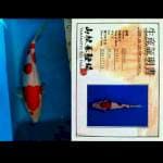 Kohaku 3 step, imfor 31cm. 