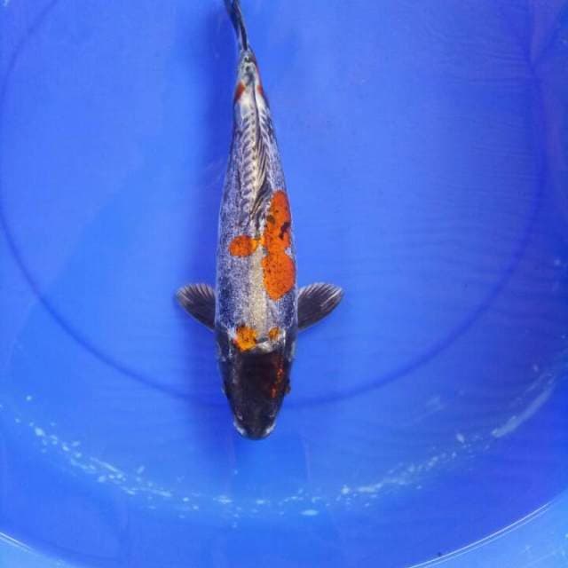 Kiko 34 cm