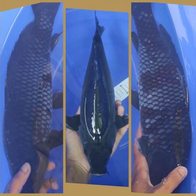 Black Ochiba 38cm