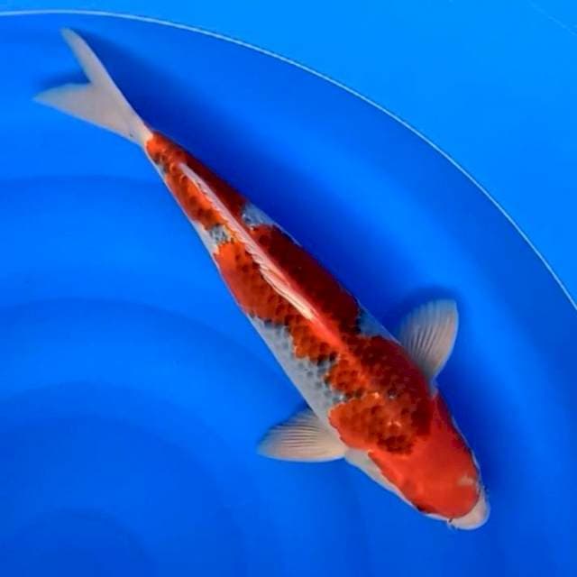 Red goshiki