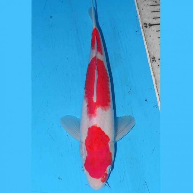 KOHAKU