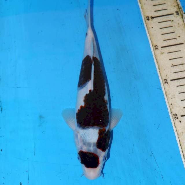 HITAM KOROMO