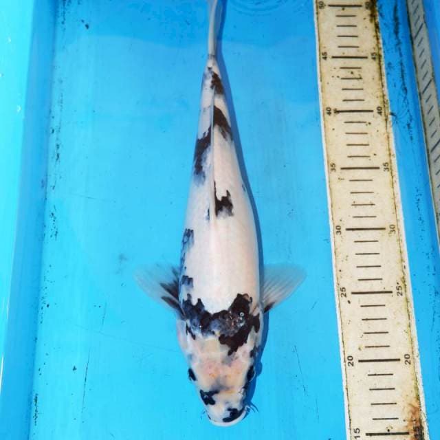 33cm SHIRO SALJU
