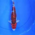 Goshiki ginrin 32 cm