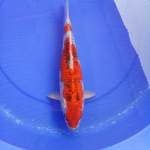 Goshiki 33 cm