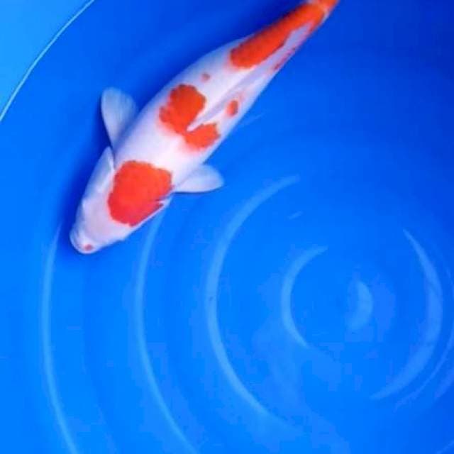 Kohaku female 45