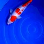 Kohaku female 45 