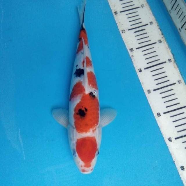 Sanke 36cm