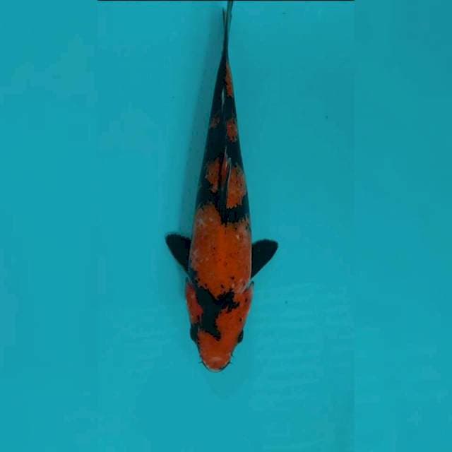 Hi Utsuri 25cm