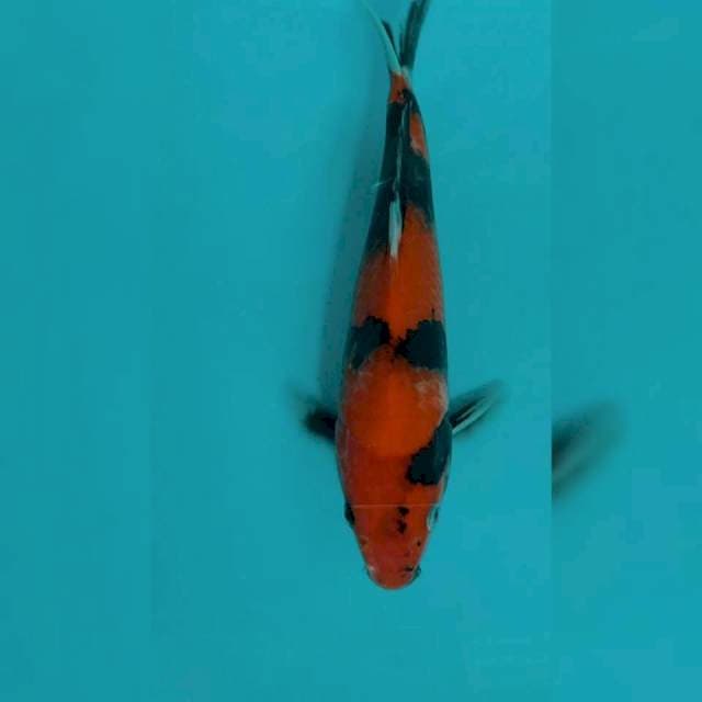 Hi Utsuri 25cm