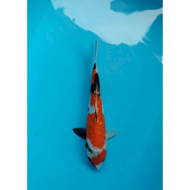 shogin 30 cm