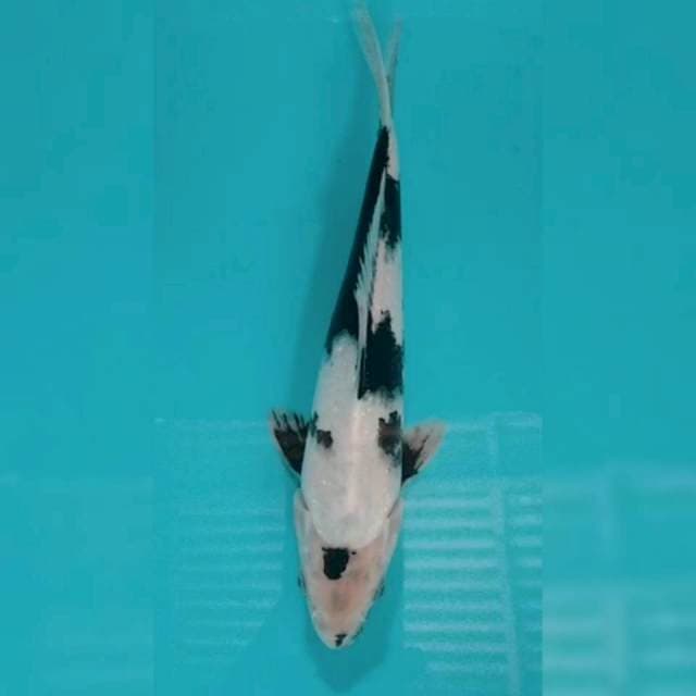 Shiro 25cm