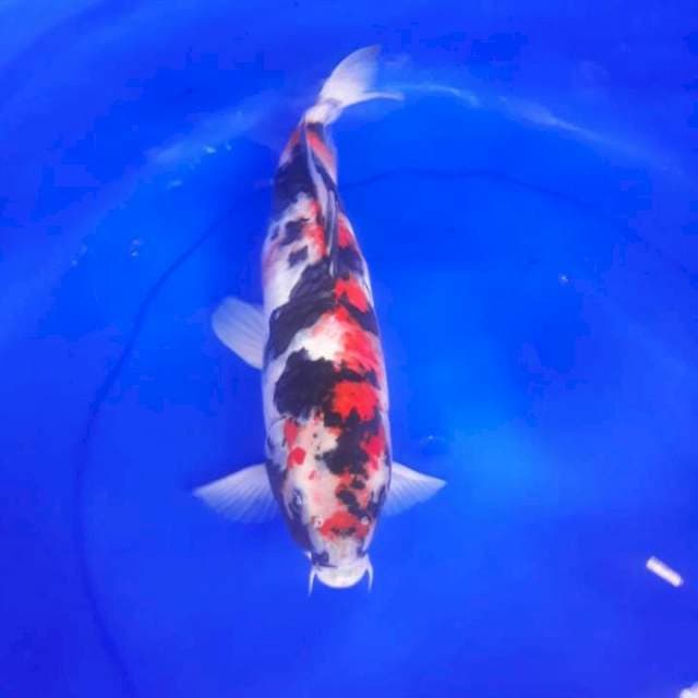 Showa bintik