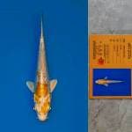 Hariwake Import Serti