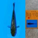 Chagoi Ginrin Import Serti