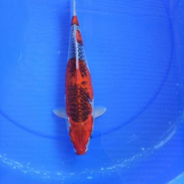 Goshiki 32 cm