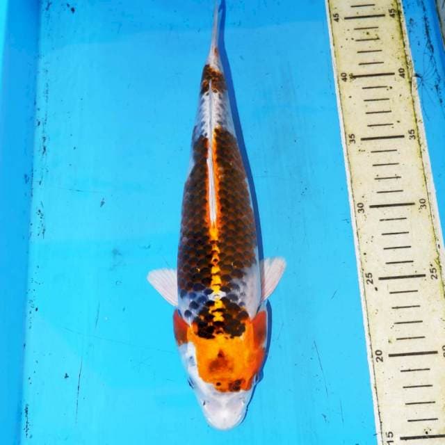 KUJAKU 29cm