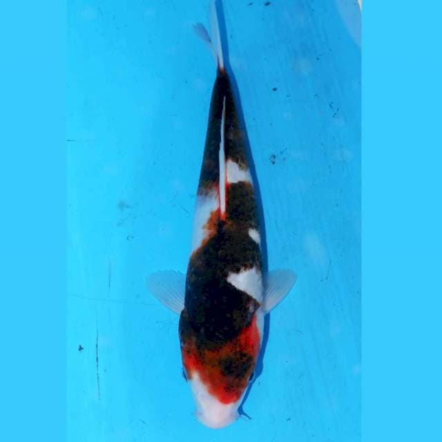 BUDO KOROMO 25cm