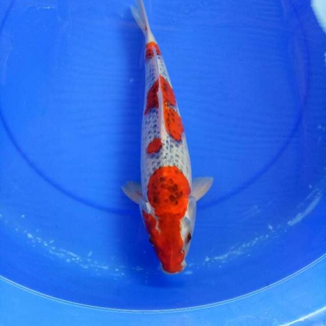 Goshiki 35 cm