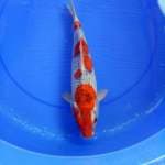 Goshiki 35 cm