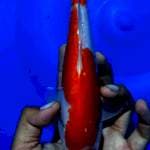 Kohaku inazuma 21cm ori