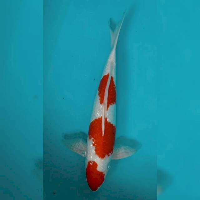 Kohaku Gindrin 3 Step 45cm