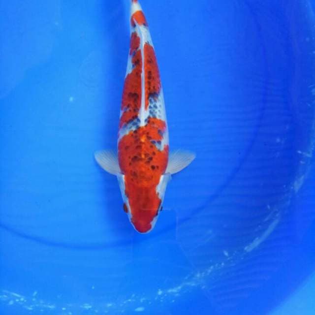Goshiki 34 cm