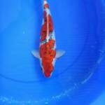 Goshiki 34 cm
