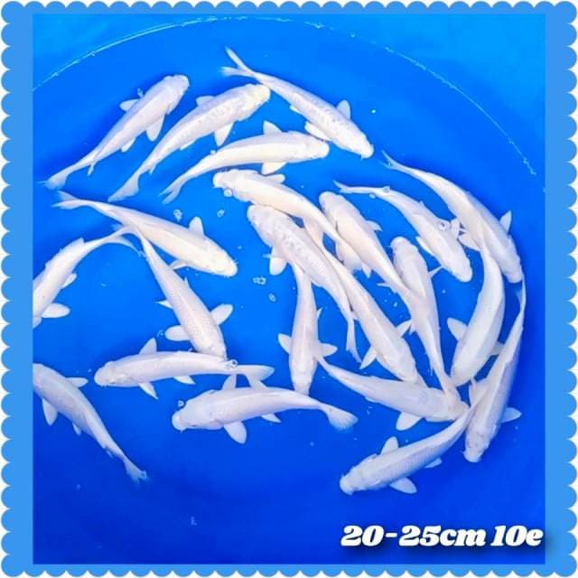 Platinum 20-25cm