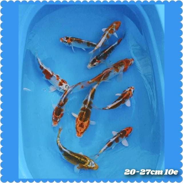 Kojaku 20-27cm