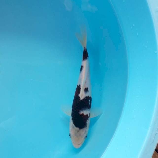 Goromo 26cm