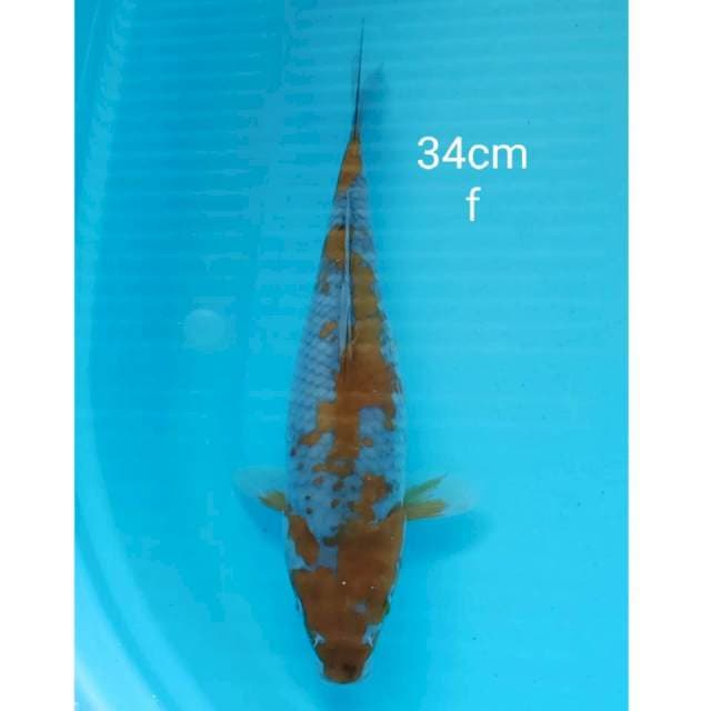 Ochiba 34cm