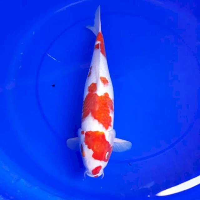 Kohaku sazuke
