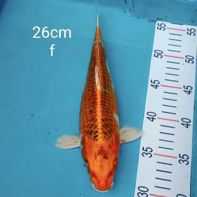 Kujaku 26cm