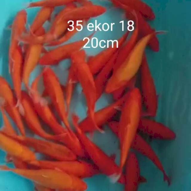Polosan benigoi 35 ekor 17 20cm