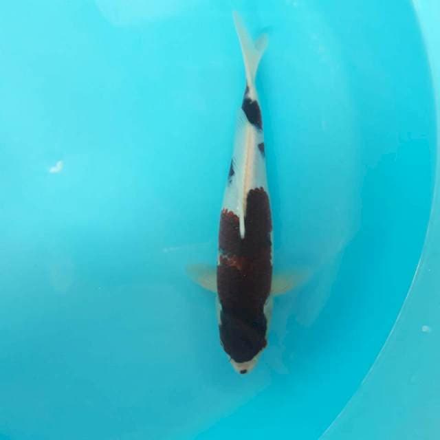 Goromo Bersih 27cm