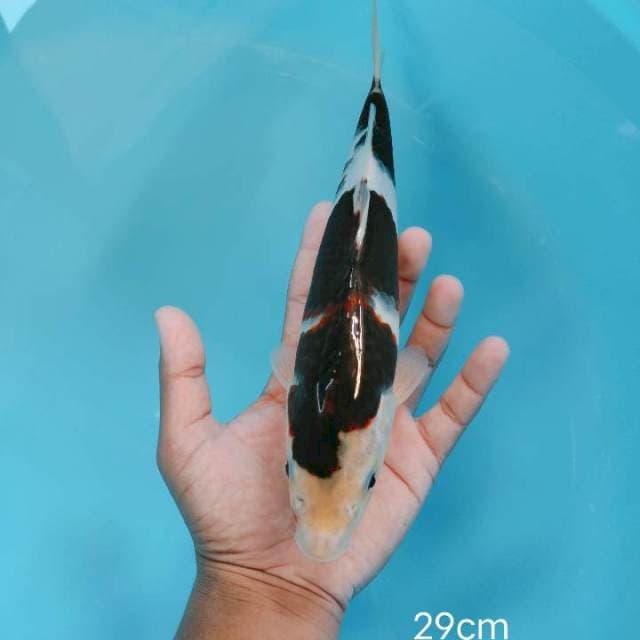 Budo 29cm