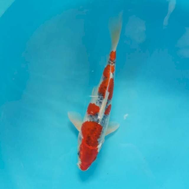 Goshiki Super Red 29cm